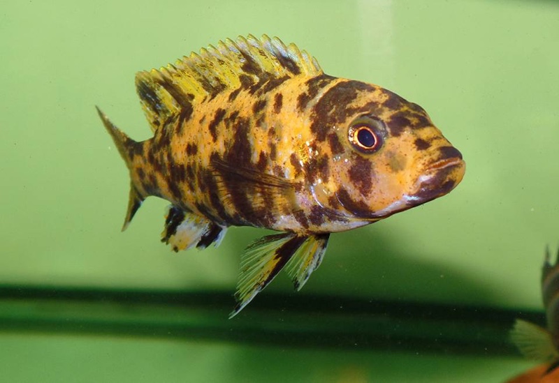 Genyochromis mento 'Ndumbi Point'
